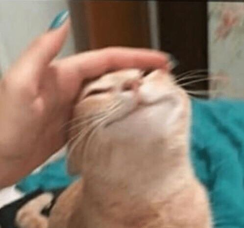 :catpet: