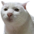 :catserious: