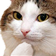 :catthink: