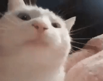 :catvibe: