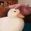 :duckpat: