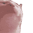 :hypercatvibe: